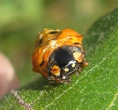 Coccinella septempunctata