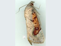 Hypocala guttiventris