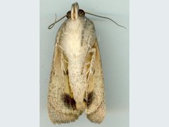 Hypocala guttiventris