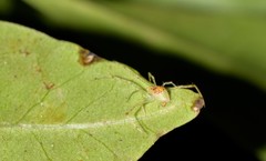 Thwaitesia nigronodosa