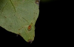 Thwaitesia nigronodosa