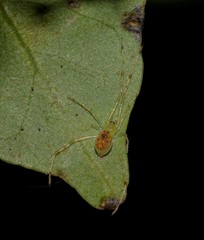 Thwaitesia nigronodosa