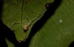 Thwaitesia nigronodosa