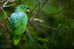 Mealy Parrot photo 3