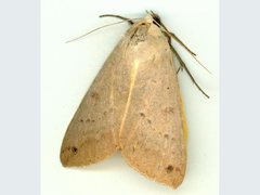 Ophiusa discriminans