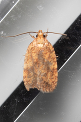 Agonopterix robiniella