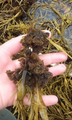 Vertebrata lanosa