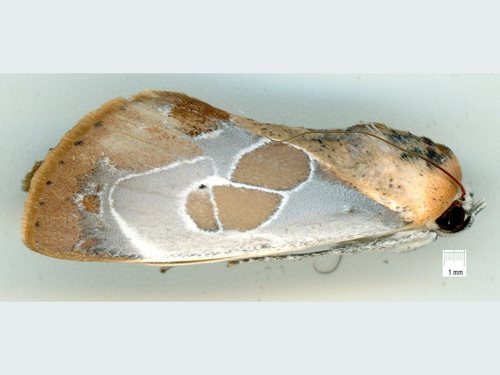 Westermannia gloriosa