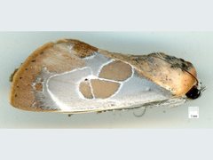 Westermannia gloriosa