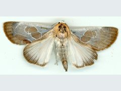 Westermannia gloriosa