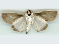 Westermannia gloriosa