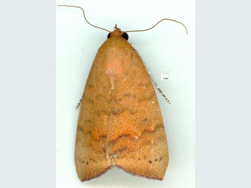 Maurilia iconica (Walker)