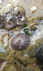 Testudinalia testudinalis