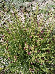 Scrophularia dentata