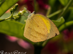 Eurema laeta