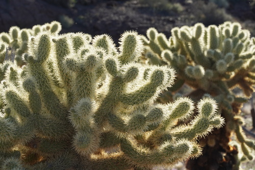 Teddybear Cholla