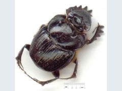 Onthophagus laminatus