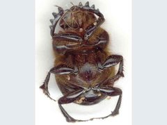 Onthophagus laminatus