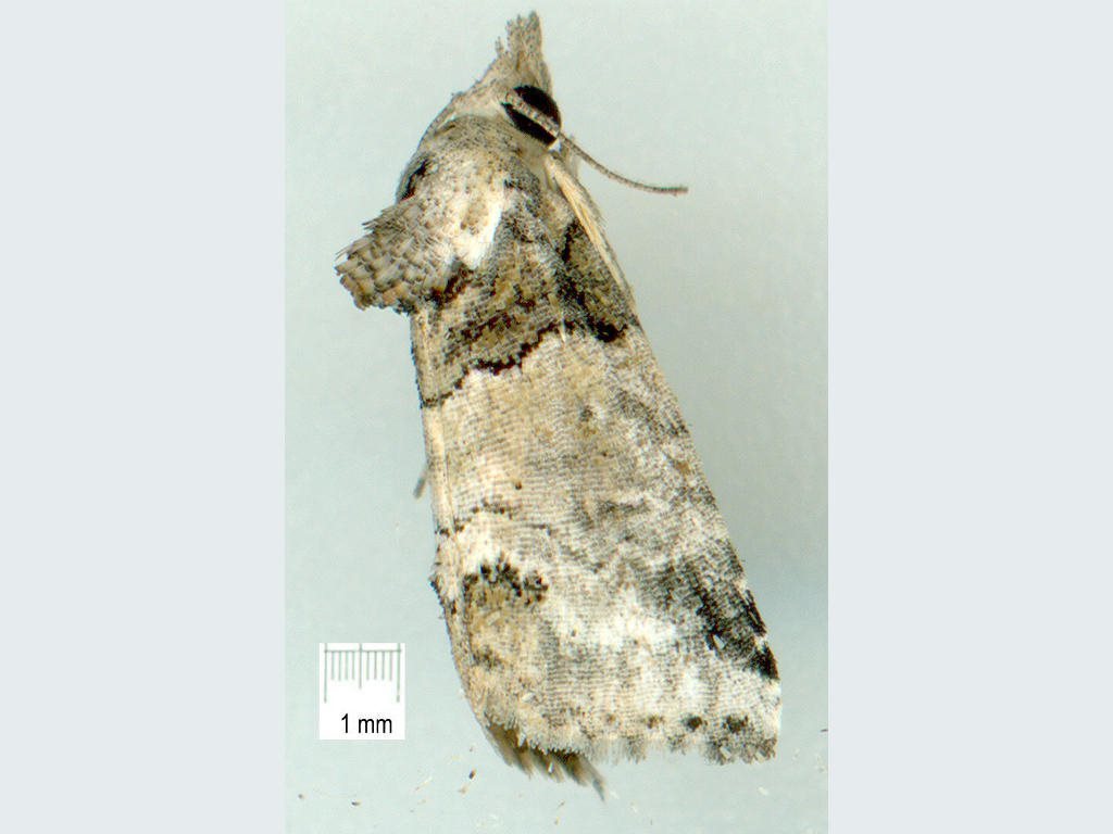 Sarrothripa
