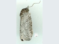 Nycteola polycyma