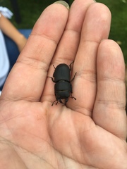 Dorcus parallelipipedus