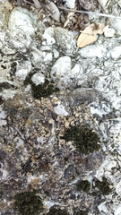 Psora pseudorussellii