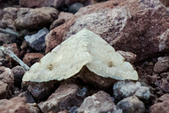 Frederickia maricopa