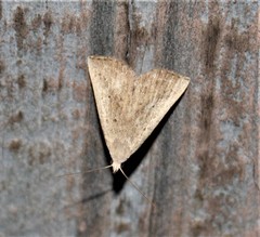 Macrochilo louisiana