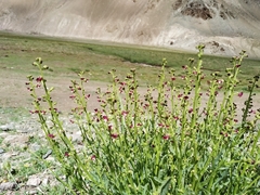 Scrophularia dentata