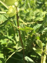 Rhinanthus glacialis