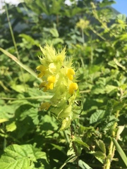 Rhinanthus glacialis