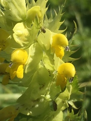 Rhinanthus glacialis
