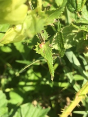 Rhinanthus glacialis