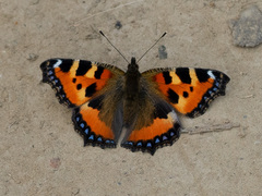 Aglais urticae