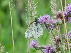 Aporia crataegi