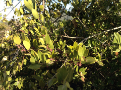 Phillyrea latifolia media