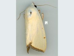 Xanthodes amata