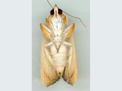 Xanthodes amata