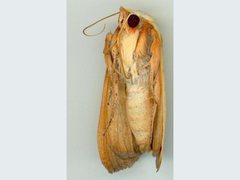 Xanthodes emboloscia