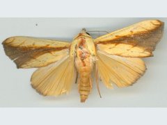 Xanthodes emboloscia