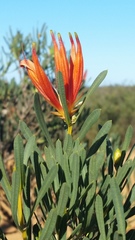 Lambertia multiflora