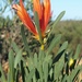 Lambertia multiflora - Photo (c) ladyrobyn, some rights reserved (CC BY-NC), uploaded by ladyrobyn