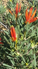 Lambertia multiflora