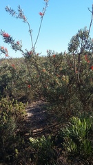 Lambertia multiflora
