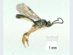 Orthocentrinae