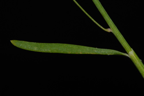 Image of Polygonella gracilis by (c) Brian Finzel, some rights reserved (CC BY-SA)