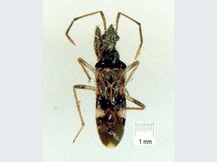 Bedunia cuspidata