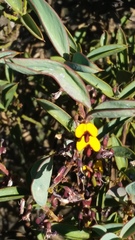 Daviesia nudiflora