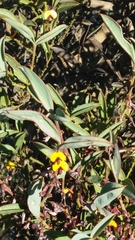 Daviesia nudiflora