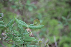 Lonicera sempervirens sempervirens
